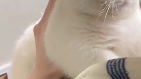 Cute cat playing