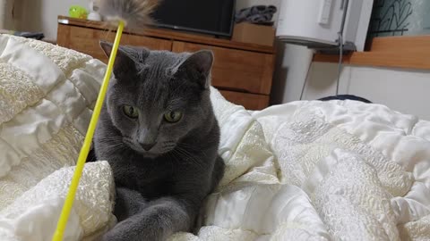 a cat playing with toys