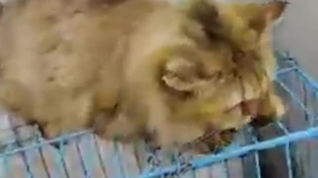 Funniest Animals - Best Of The 2021 Funny Animal Videos