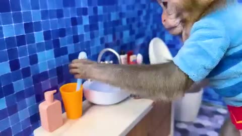 Monkey 🐒 video