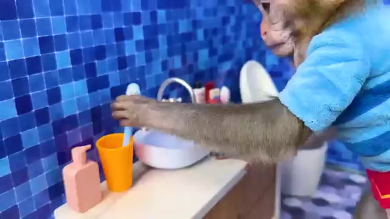 Monkey 🐒 video