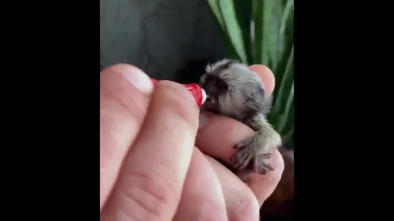 Cutest baby animals Videos Compilation Cute moment of the Animals - Cutest Animals #2