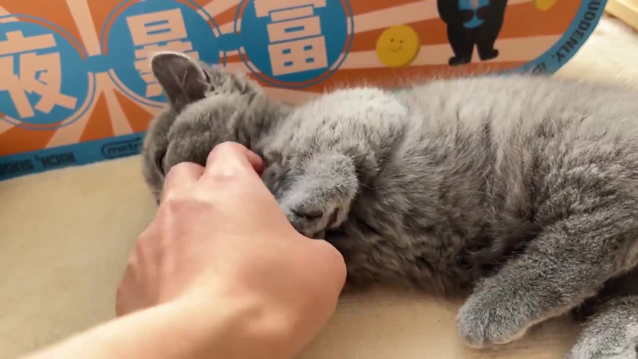 Sleeping kittens purr when touched ~