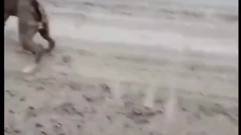 Funny animals videos 😄