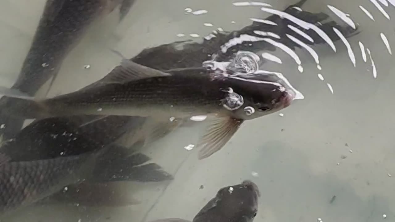 Nola And Rohu Fish Live Video In Fish Market#shorts