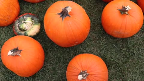 Halloween Farms in New York