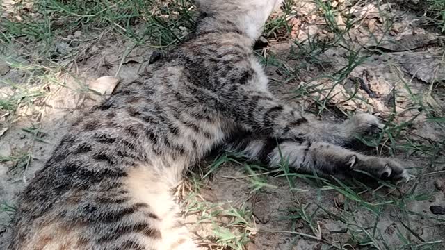 Cute kitten laying down by Kingdom of Awais