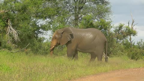 SOUTH AFRICA elephant's relief (pipi and caca), Kruger nat. park (hd-video)