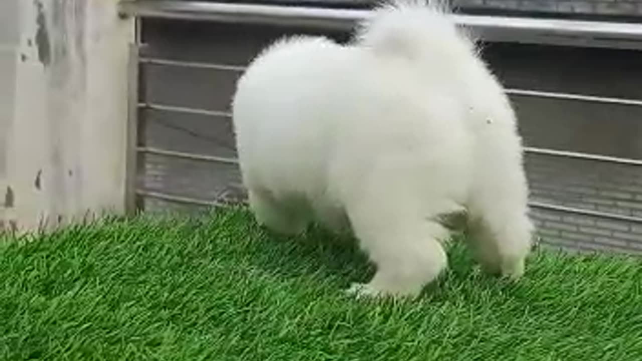 White colour doge very beautiful 🤩❤️