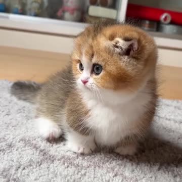 Baby Cats - Cute and Funny Cat Videos #cat#tiktok#shorts