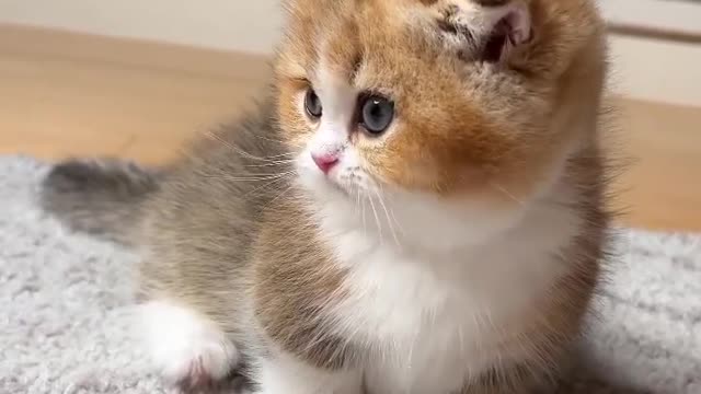Baby Cats - Cute and Funny Cat Videos #cat#tiktok#shorts