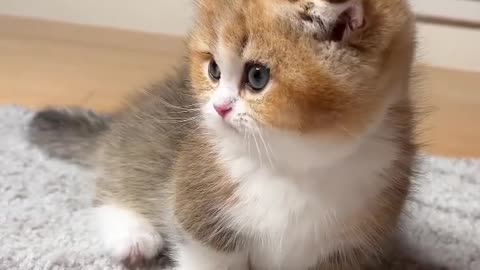 Baby Cats - Cute and Funny Cat Videos #cat#tiktok#shorts
