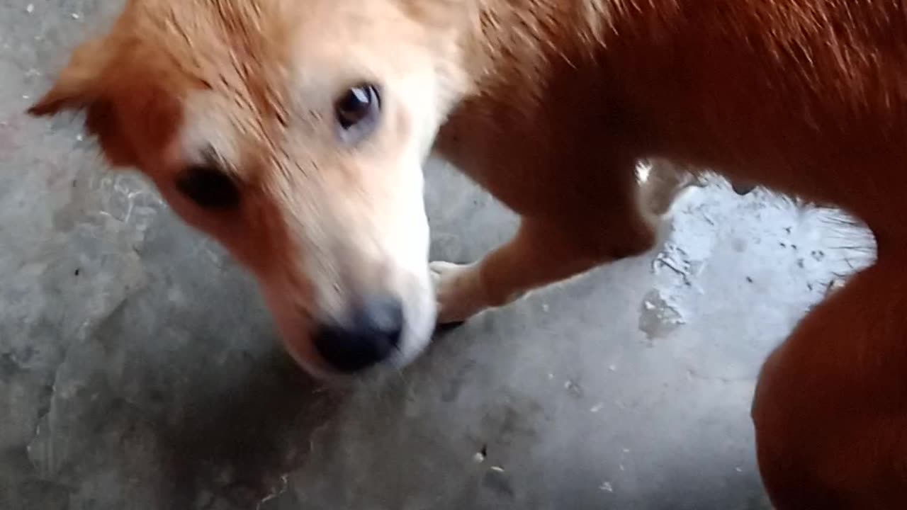 Dog