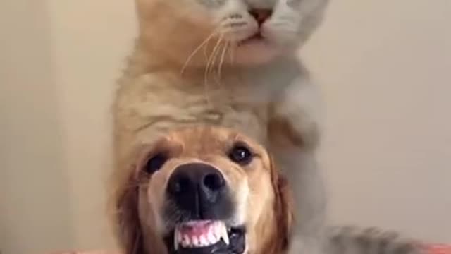 Cute Cat.