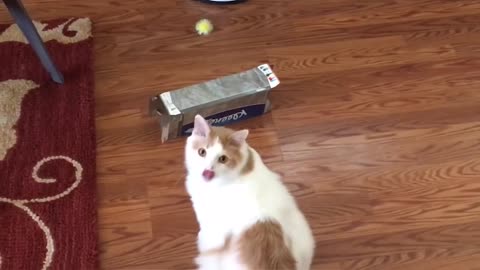 Animals FUNNY PET FAILS