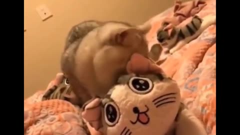 Funniest Cats Dont try to hold back Laughter Funny Cats Life