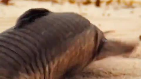 Desert Catfish