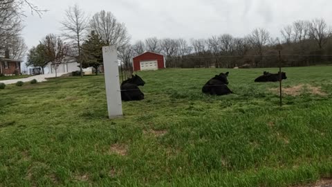 Cows (while waiting for Salty) He's late!