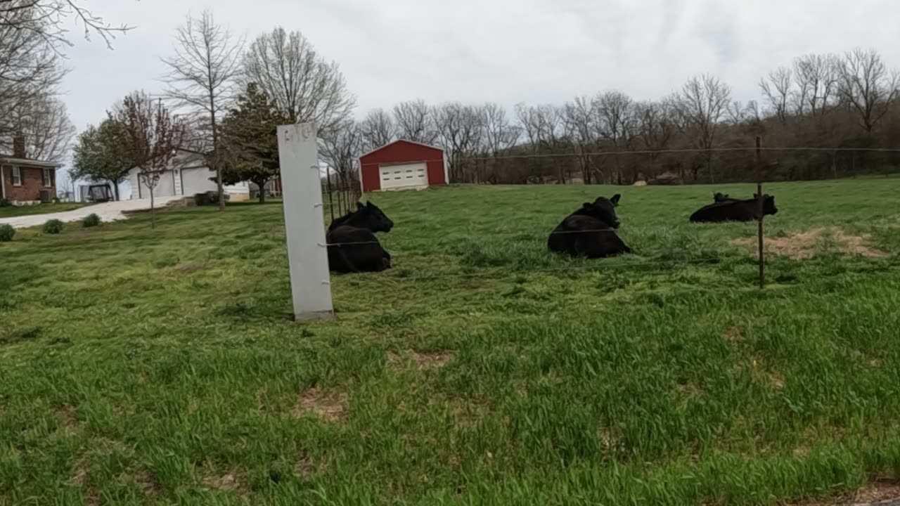 Cows (while waiting for Salty) He's late!