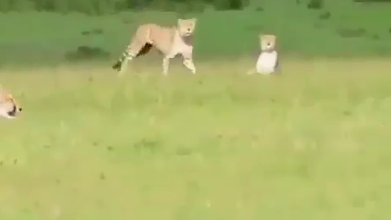 Lion attack