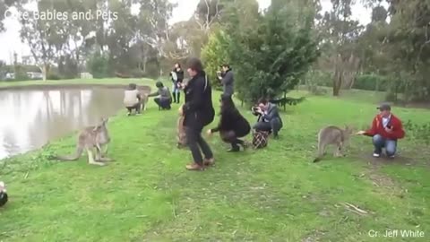 Funny_Animals_Scarring_And_Chasing_People_2021_Compilation(360p)