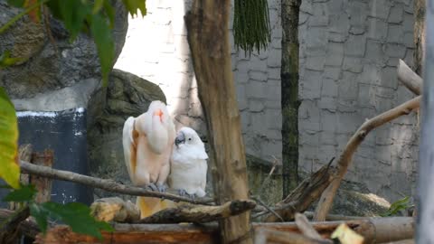 COCKATOO_BiRD