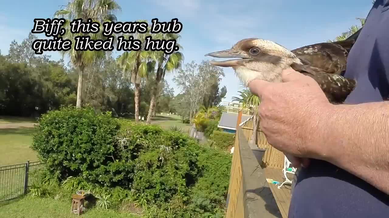 Hug your Kookaburra day