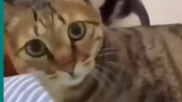 Cats and dogs fighting very funnyð|| Try not to laugh ||