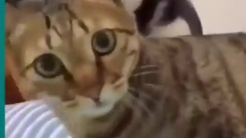 Cats and dogs fighting very funnyð|| Try not to laugh ||