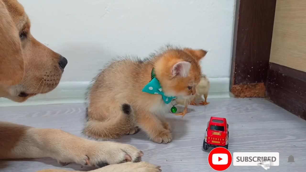 Labrador retriever, Scottish straight kitten and Chicks