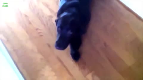 Funny Dogs