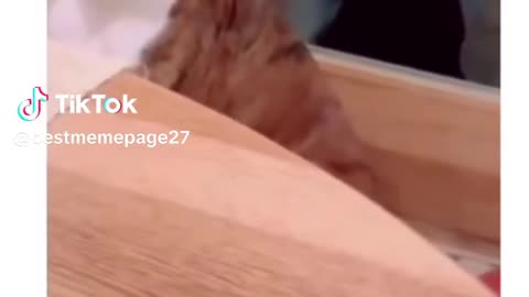Funny meme