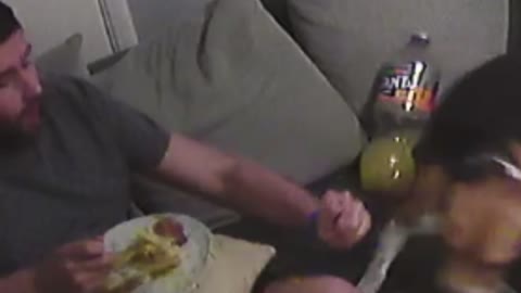 Naughty Beagle Steals Fish