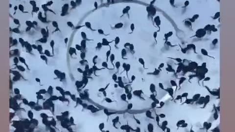Blacksperms| funny| 2023