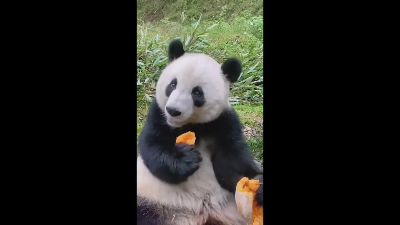 Funniest Dogs And Cats Videos - Best Funny Animal Videos