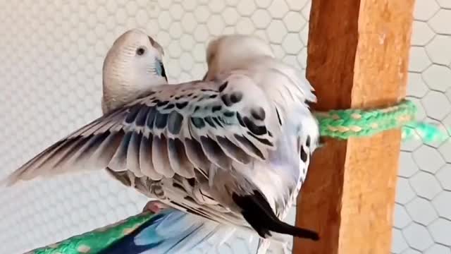 Bird's lover