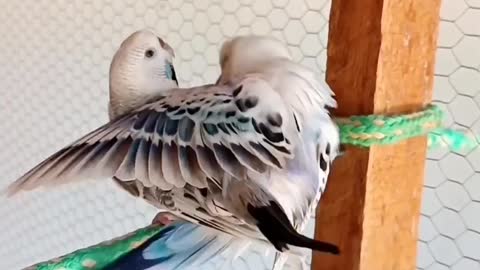 Bird's lover