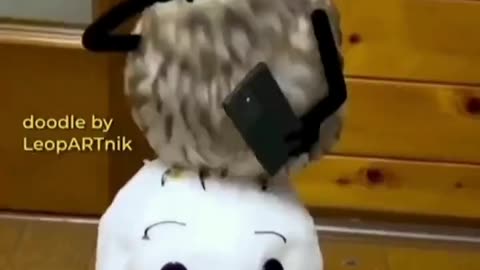funny videos