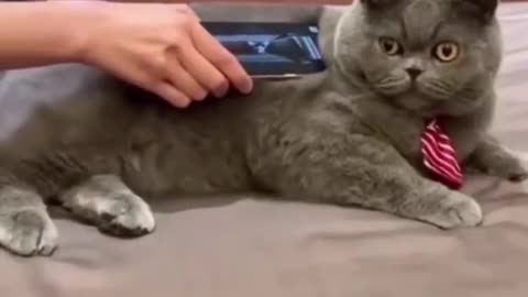 Funny Cat Video