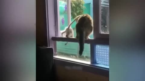 All time making smile Funny Animal Videos 2023 😂 Funniest Cats And Dogs Video 😺😍