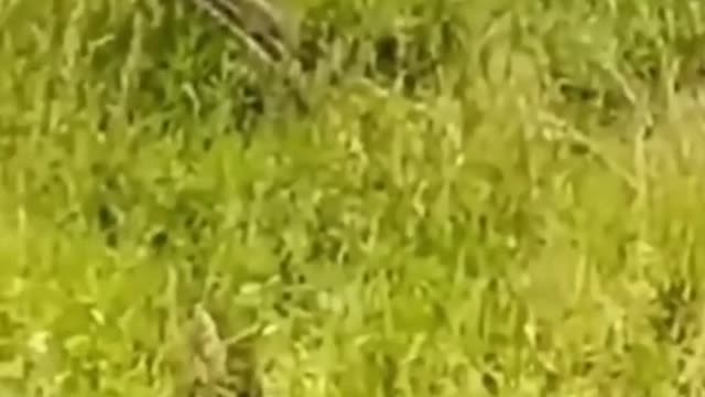 Warthog is almost food for leopard, but was saved by wild dogs