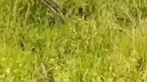 Warthog is almost food for leopard, but was saved by wild dogs