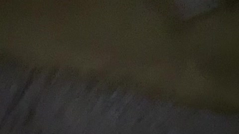 Dark Room Doesn't Deter Dog with Flashlight