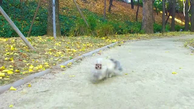 Baby dog Pomeranian I was born and walked the park for the first time