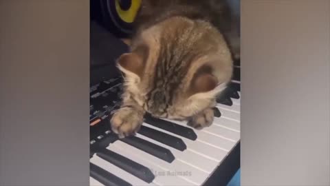 Fun with animals #6