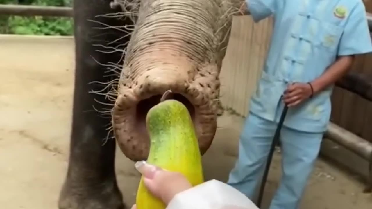 Elephant eating Salid Very funny