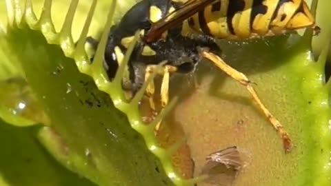 Venus Flytrap Devours Wasp