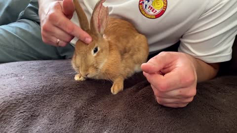 Golden Retriever Meets Pregnant Rabbit for the First Time!