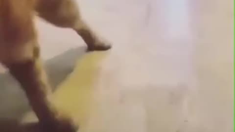 Cat tsungki...smoken uhhhhh