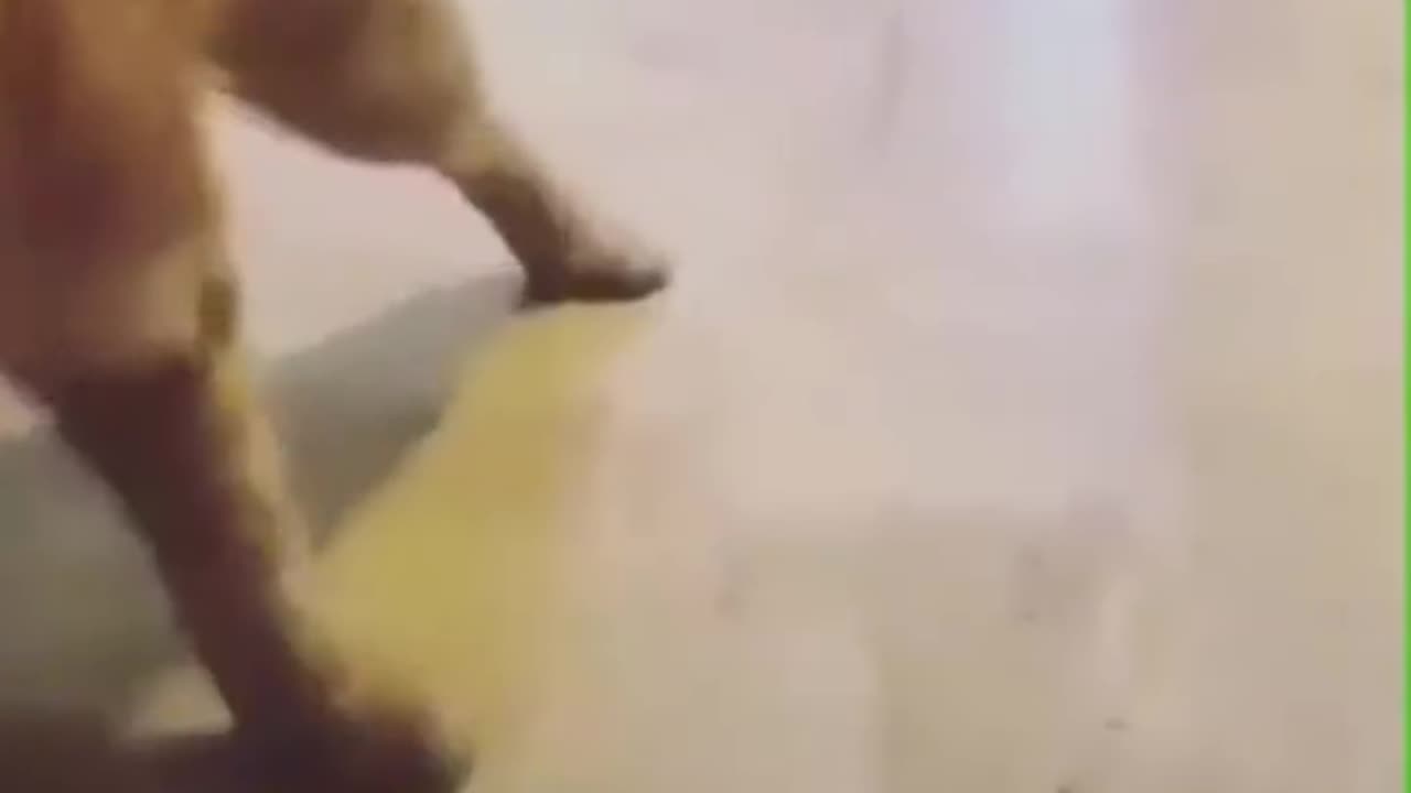 Cat tsungki...smoken uhhhhh